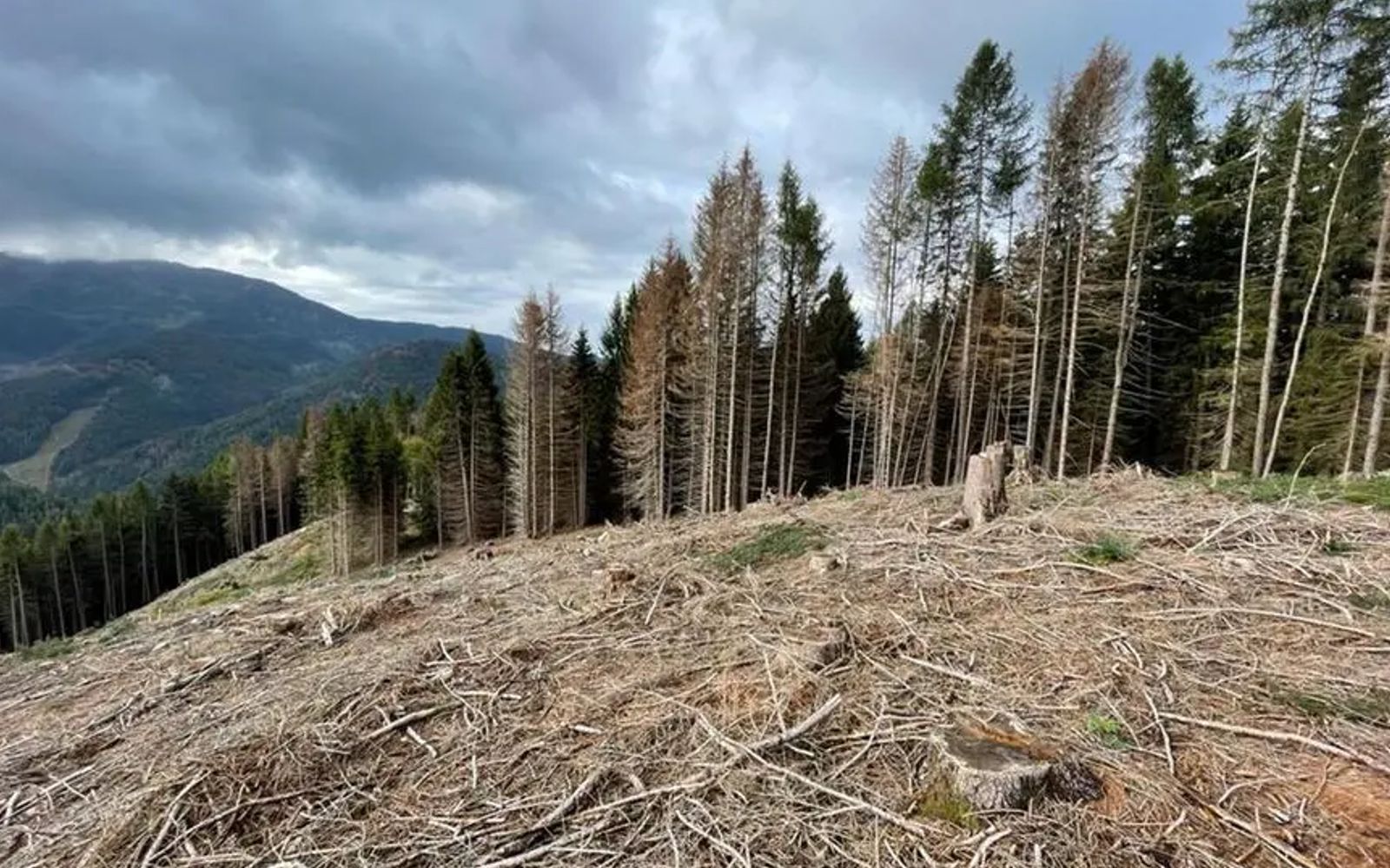 Abeti rossi nei boschi della Valle Camonica